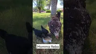 Thumbnail: Hen and chicks feeding time
