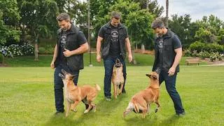 Thumbnail: The Complete Dog Training System: Beginner to Advanced