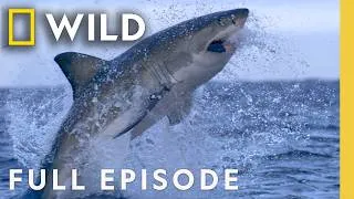 Thumbnail: Sharks Near Resort Beaches (Full Episode) | Attack of the Red Sea Sharks | Nat Geo Animals