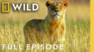 Thumbnail: Animal Survival in the Okavango (Full Episode) | The Flood | Nat Geo Animals