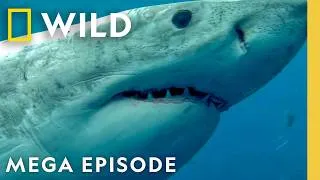Thumbnail: Great Shark Chomp Down and More! | Sharkfest 2026 MEGA Episode | Nat Geo Animals