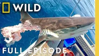 Thumbnail: Cannibal Sharks: Shark vs. Shark (Full Episode) | SPECIAL | Nat Geo Animals