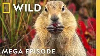 Thumbnail: Documenting America's National Parks | America 250 Special | MEGA Episode | Nat Geo Animals