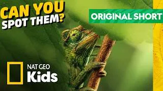 Thumbnail: Nature's Ultimate Hide & Seek Masters! 🦎 Can You Spot Them All? | Nat Geo Kids