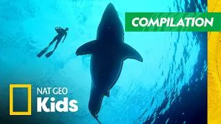 Thumbnail: World's Largest Sharks! 🦈 | Full Episode Compilation | Nat Geo Kids