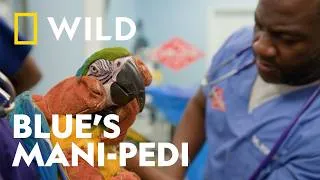 Thumbnail: When a Bird Needs a “Mani-Pedi” | Critter Fixers: Country Vets | National Geographic WILD UK