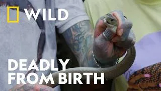 Thumbnail: Nature's Deadliest Snake Encounters | Wild Venom | National Geographic WILD UK