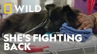 Thumbnail: Can the Vets Save Lila? | Critter Fixers: Country Vets | National Geographic WILD UK