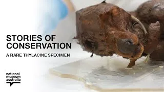 Thumbnail: Caring for one of the Last Thylacines - Stories of Conservation at the National Museum of Australia