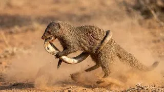 Thumbnail: The Complete Life of Mongooses | Hunting, Survival & Snake Fighting | Wildlife Documentary 4K