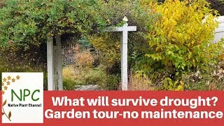 Thumbnail: Surviving drought and no maintenance