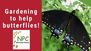 Thumbnail: Butterflies & how to help them - going beyond pollinator plants!