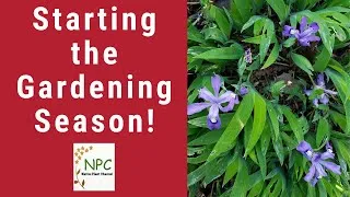 Thumbnail: What's happening in the spring garden!