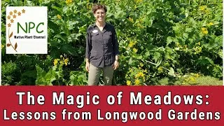 Thumbnail: Creating a Meadow-Learn from an expert at Longwood Gardens!