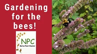 Thumbnail: Pollinator Gardens: Gardening for the bees!