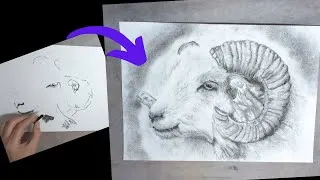 Thumbnail: A Ram In Charcoal - Time-Lapse Drawing