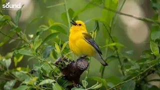 Thumbnail: 🍃 Relaxing Piano & Birdsongs | Nature Music for Calm Mind, Study, Sleep and Inner Peace
