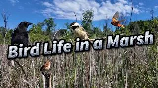 Thumbnail: BiIRD LIFE IN THE MARSH