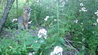 Thumbnail: The Woodchuck Chronicles 3;  TRAGEDY