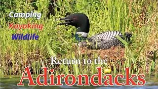 Thumbnail: Return to the Adirondacks  Camping Kyaking & Wildlife