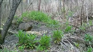 Thumbnail: The Woodchuck Chronicles 2 Visitors & Intruders