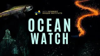 Thumbnail: Ocean Watch | A Tale of Deep Sea Exploration