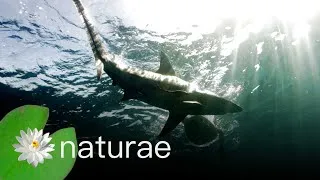 Thumbnail: Ultimate Oceans - Sharks