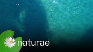 Thumbnail: Ultimate Oceans - Sardine Run