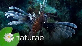 Thumbnail: Ultimate Oceans - Oceans