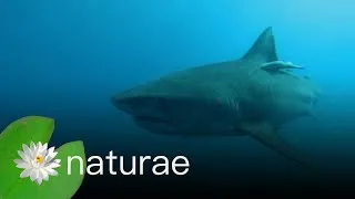 Thumbnail: Deadly Hunters - Deadly Jaws - Predators of the Deep