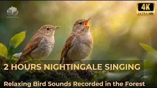 Thumbnail: 🌙 Deep Relaxation & Sleep With Authentic Nightingale Birdsong in Silent Forest (2 Hours)