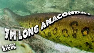 Thumbnail: Patrick Aryee Dives Deep to Find a 7m-long Anaconda! | Big Beasts: Last of the Giants | Nature Bites
