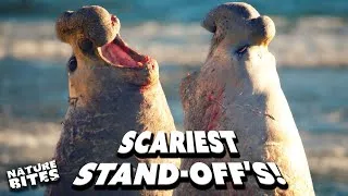 Thumbnail: Most Terrifying Territorial Attacks! | Nature Bites