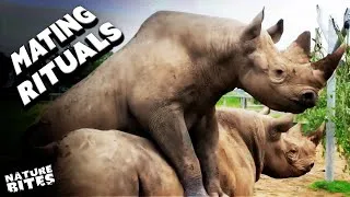 Thumbnail: The Mating Mystery: From Rhinos to Mongooses
