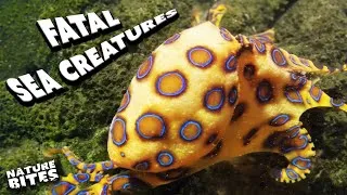 Thumbnail: Rare Underwater Killers… | World's Worst Venom | Nature Bites