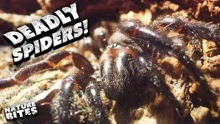 Thumbnail: Redback Spider Vs the Sydney Funnel-Web! 🕷️🕸️