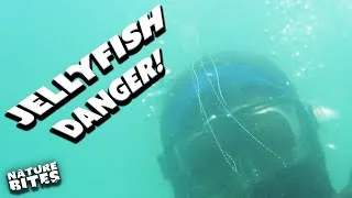 Thumbnail: Which Jellyfish is the Most Dangerous?! | World's Worst Venom | Nature Bites