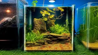 Thumbnail: I Built the Perfect Red Cherry Shrimp Breeding Tank! 🦐🌿