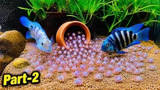 Thumbnail: Part-2 Polar Parrot Fish Breeding with babies UPDATE