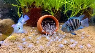Thumbnail: Polar Parrot Fish Breeding with babies UPDATE