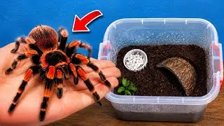 Thumbnail: My Pet Spider Grows VERY Fast! 🕸️ [UPDATE]