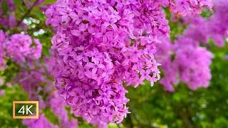 Thumbnail: These Gardens are REAL! Stunning Blooms and Peaceful Nature Sounds for Relaxing | Gardens