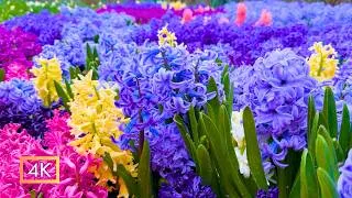 Thumbnail: You Won't Believe These Gardens Are Real! 🌸 Mackinac Island in Peak Bloom (4K Relaxation)