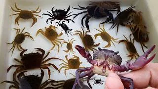 Thumbnail: Collecting and observe crab, snail, fish in the rural, Very amazing