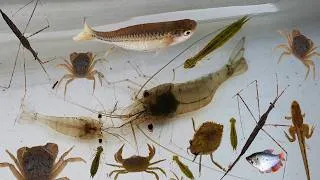 Thumbnail: Collecting and observe Aquatic insect in the rural, shrimp, fish, crab, frog
