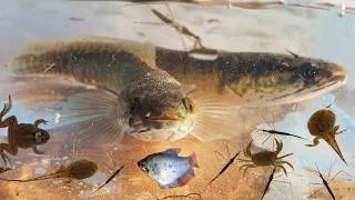 Thumbnail: Collecting and observe Aquatic animals in the rural, fish, frog, crab