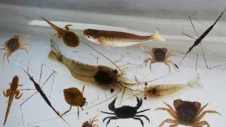 Thumbnail: Capture and observe crab, shrimp, fish, frog, aquatic insect in the countryside