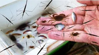 Thumbnail: Recreational fishing in the countryside, beautiful aquatic insect, fish, crab