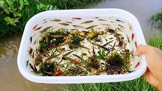 Thumbnail: Collecting and observe aquatic insect in rural, shrimp, crab, fish