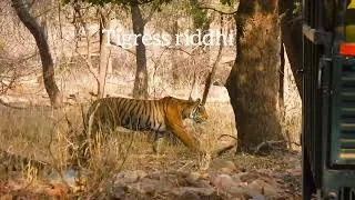 Thumbnail: How I Filmed a Tiger in Ranthambhore Zone 2 (Pro Tips)